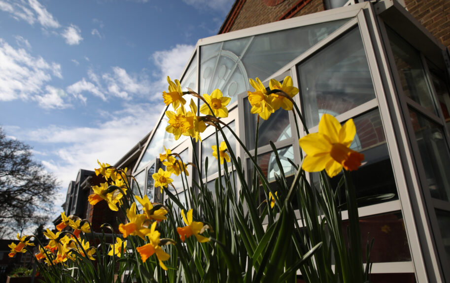 Daffodils outside Russell Churcher Court care home.